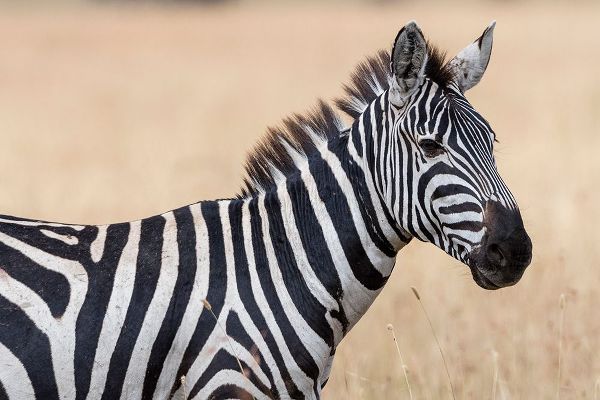 Pitamitz, Sergio 아티스트의 Plains zebra-Equus quagga-Seronera-Serengeti National Park-Tanzania작품입니다.